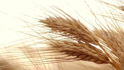 Filiz Makarna Hakkımızda